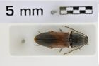 Foto (Dorsalansicht) von Cardiotarsus dimidiatipennis (Fleutiaux, 1931) (NHMW-ZOO-COL-0008530)